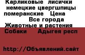 Карликовые “лисички“  немецкие цвергшпицы/померанские › Цена ­ 35 000 - Все города Животные и растения » Собаки   . Адыгея респ.